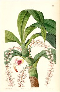 Eria polyura - Edwards vol 28 (NS 5) pl 32 (1842)