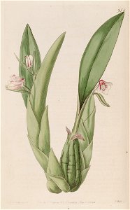Eria rosea - Bot. Reg. 12 pl. 978 (1826). Free illustration for personal and commercial use.