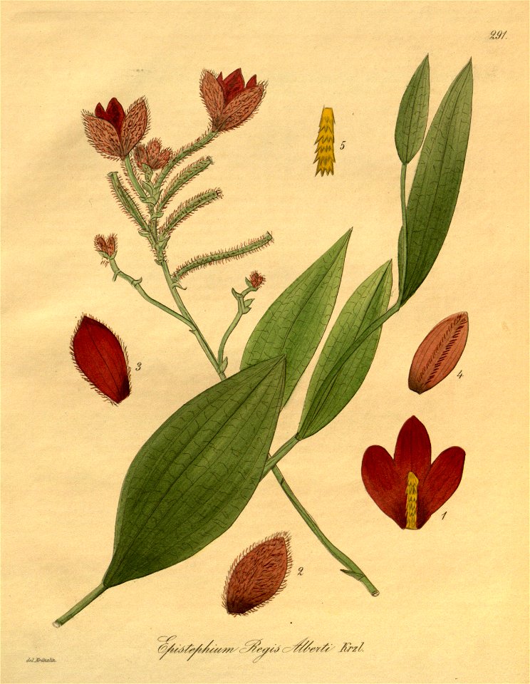 Eriaxis rigida (as Epistephium regis-alberti) - Xenia 3-291 (1900)