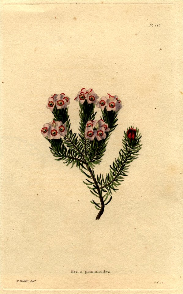 Erica primuloides Loddiges 715 W Miller delt GC sculpt