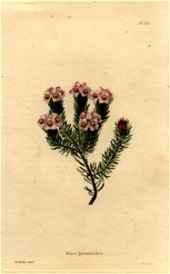 Erica primuloides Loddiges 715 W Miller delt GC sculpt