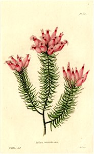 Erica ventricosa Loddiges 431 W Miller delt GC sculpt