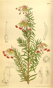 Erica haroldiana 146-8835