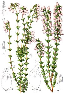 Erica spp Sturm47. Free illustration for personal and commercial use.