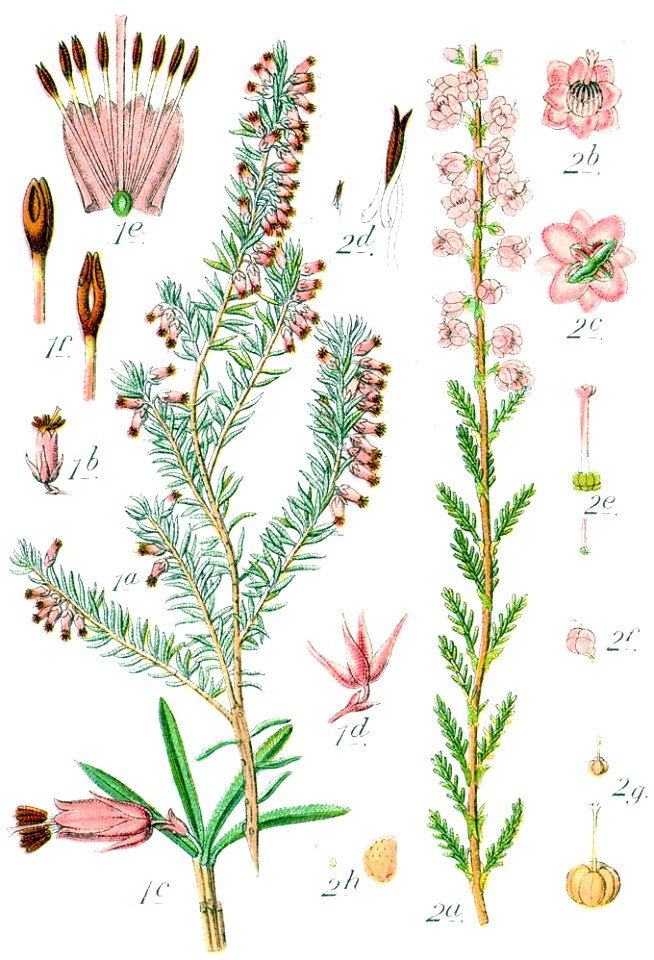 Ericaceae spp Sturm48
