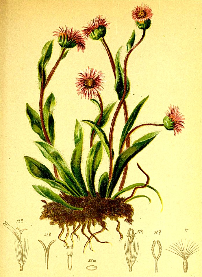 Erigeron alpinus Atlas Alpenflora
