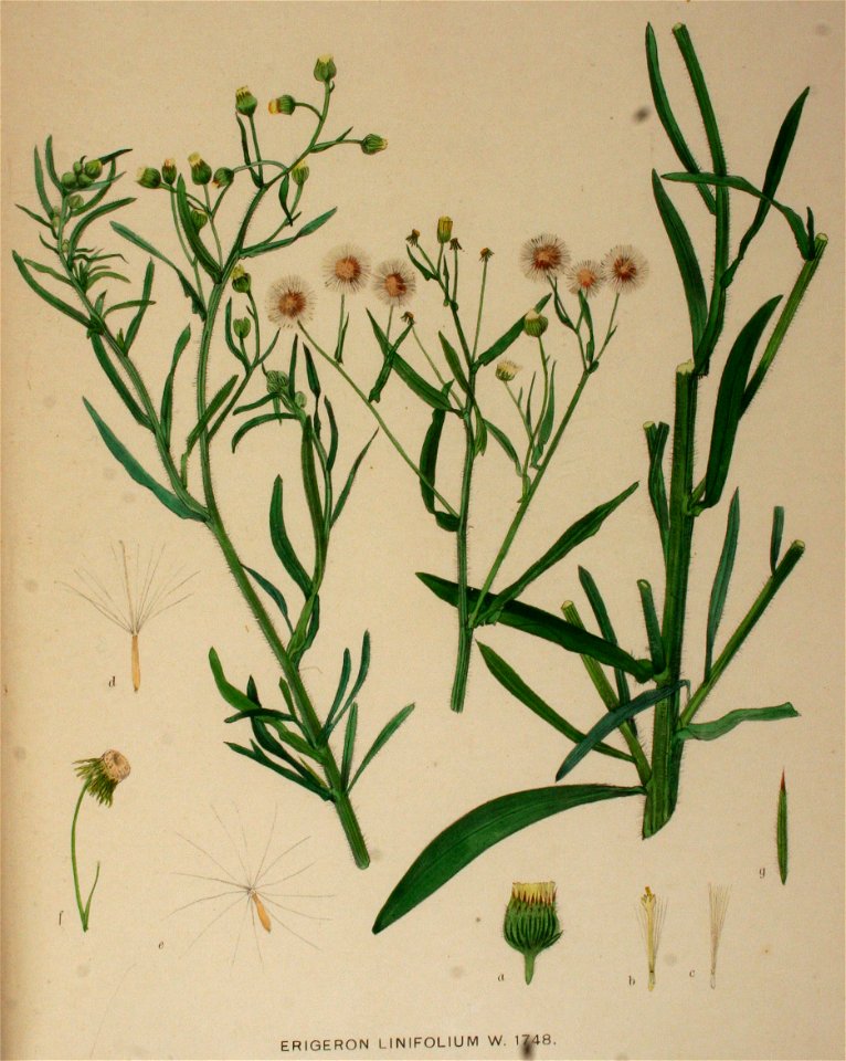 Erigeron bonarense
