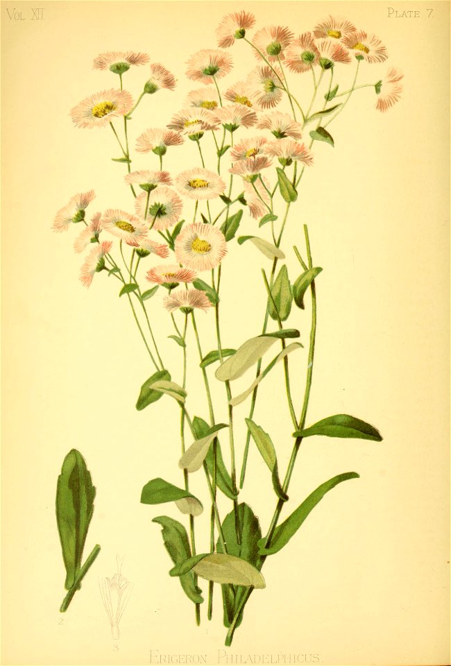 Erigeron philadelphicus - 001x