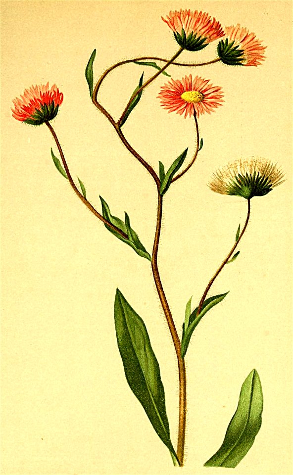 Erigeron villarsii Atlas Alpenflora