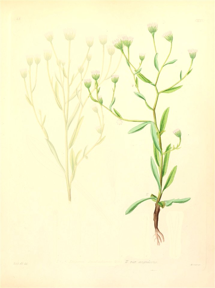 Erigeron angulosus