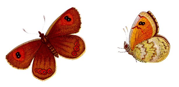 Erebia tyndarus - Schillernder Mohrenfalter
