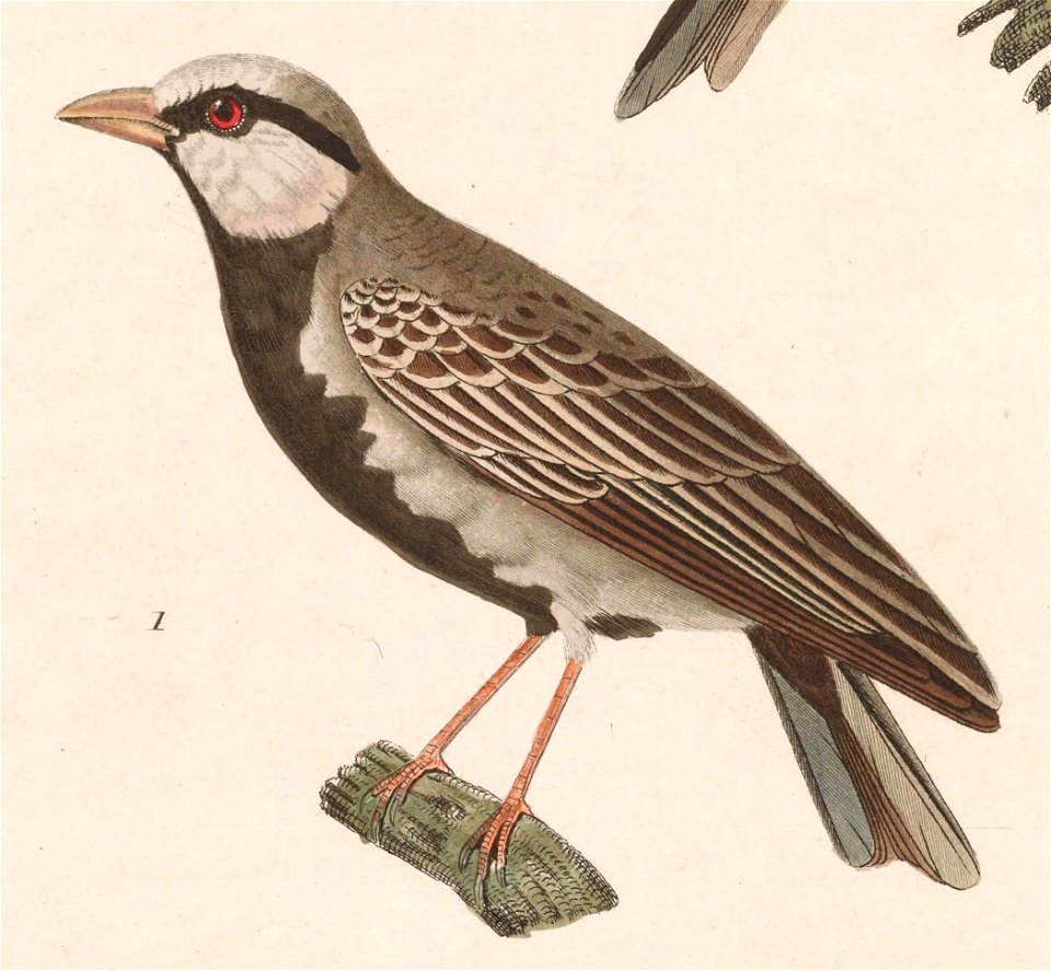 Eremopterix griseus 1838