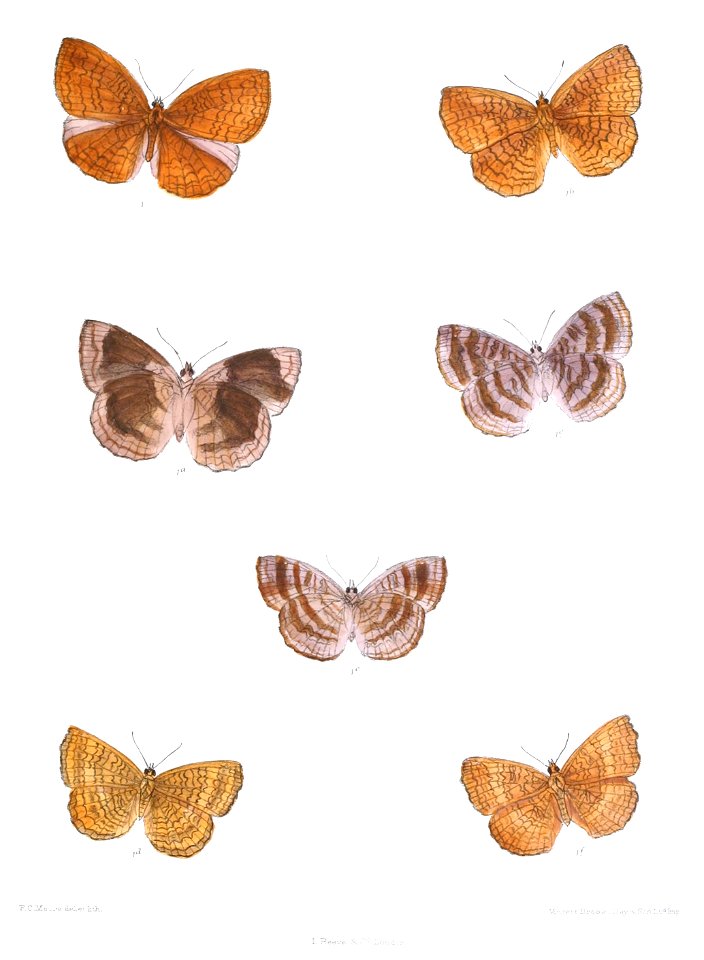 ErgolisTaprobana 384