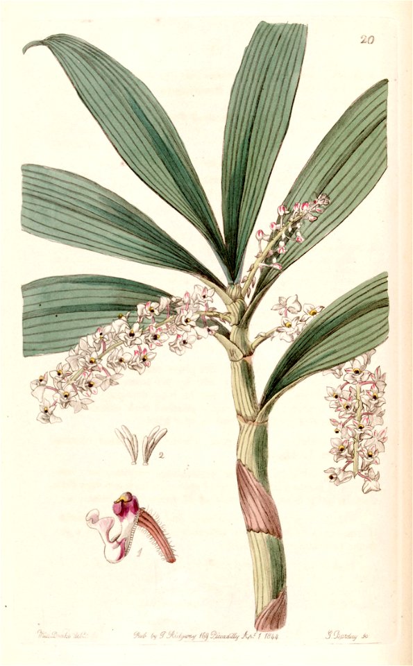 Eria floribunda - Edwards vol 30 (NS 7) pl 20 (1844)