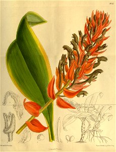 Eria ornata 142-8642