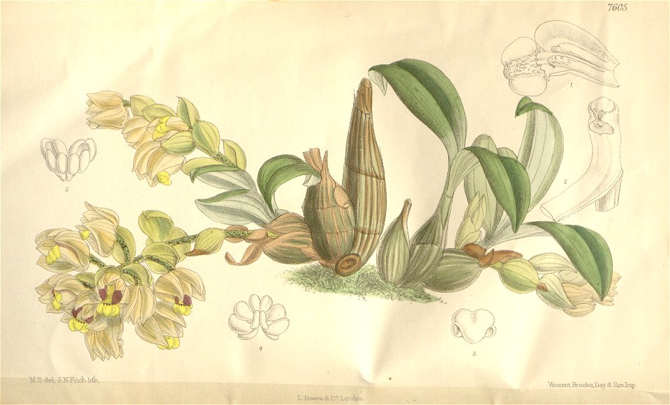 Eria rolfei (as Eria latibracteata) - Curtis' 124 (Ser. 3 no. 54) pl. 7605 (1898)