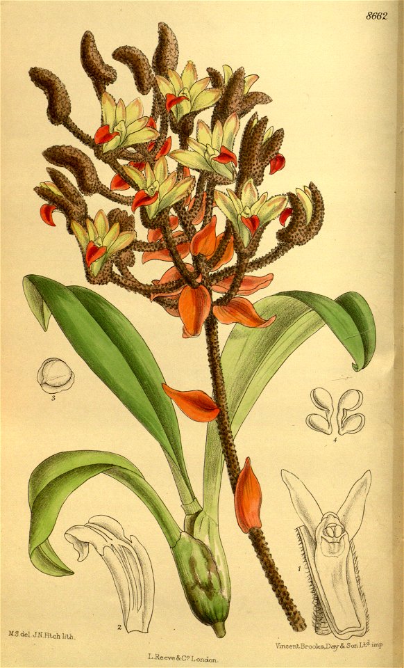 Eria tomentosa 142-8662