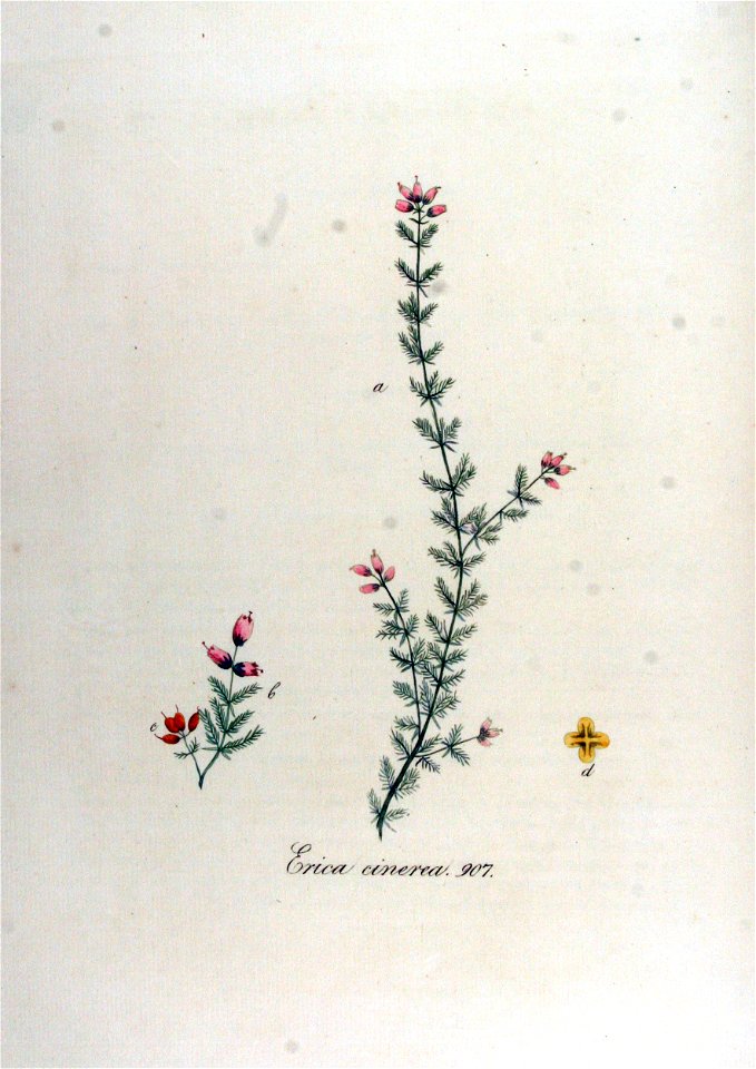 Erica cinerea — Flora Batava — Volume v12
