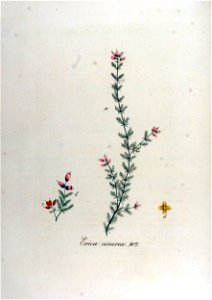 Erica cinerea — Flora Batava — Volume v12