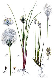 Eriophorum spp Sturm15