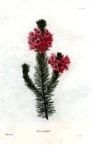 Erica purpurea Loddiges 703 W Miller delt GC sculpt. Free illustration for personal and commercial use.