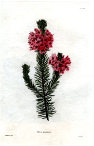 Erica purpurea Loddiges 703 W Miller delt GC sculpt