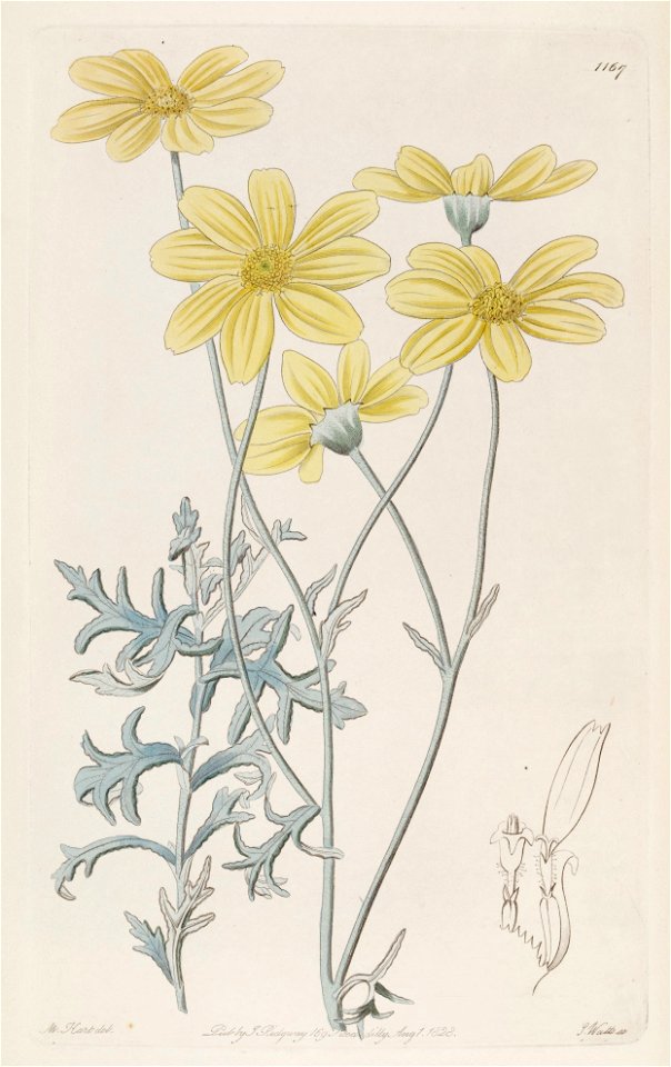 Eriophyllum lanatum