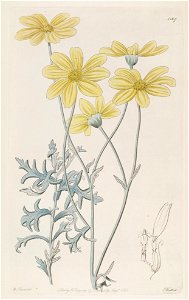 Eriophyllum lanatum