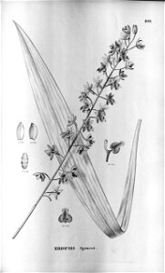 Eriopsis sceptrum (as Eriopsis sprucei) - Fl.Br.3-5-109