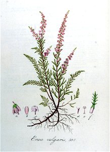 Erica vulgaris — Flora Batava — Volume v8