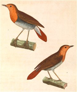 Erithacus akahige 1838