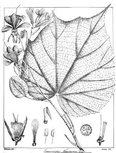 Erinocarpus nimmonii Govindoo