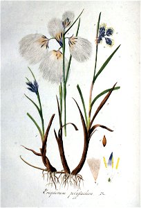 Eriophorum polystachion — Flora Batava — Volume v1