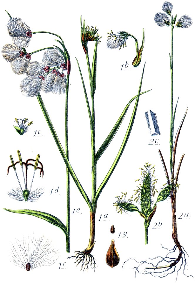 Eriophorum spp Sturm17 - Free Stock Illustrations | Creazilla