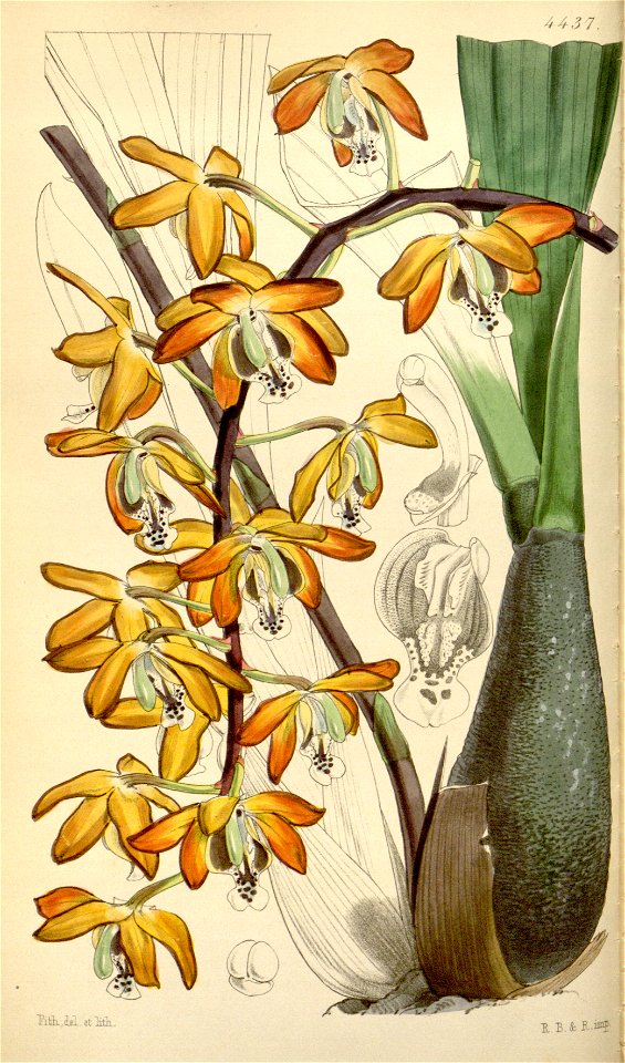 Eriopsis rutidobulbon - Curtis' 75 (Ser. 3 no. 5) pl. 4437 (1849)