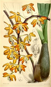 Eriopsis rutidobulbon - Curtis' 75 (Ser. 3 no. 5) pl. 4437 (1849)