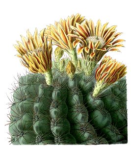 Eriosyce curvispina BlKaktenT63