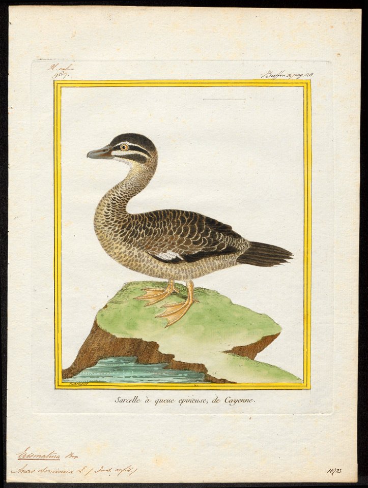 Erismatura dominica - 1700-1880 - Print - Iconographia Zoologica - Special Collections University of Amsterdam - UBA01 IZ17700175