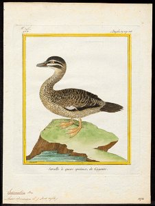 Erismatura dominica - 1700-1880 - Print - Iconographia Zoologica - Special Collections University of Amsterdam - UBA01 IZ17700175