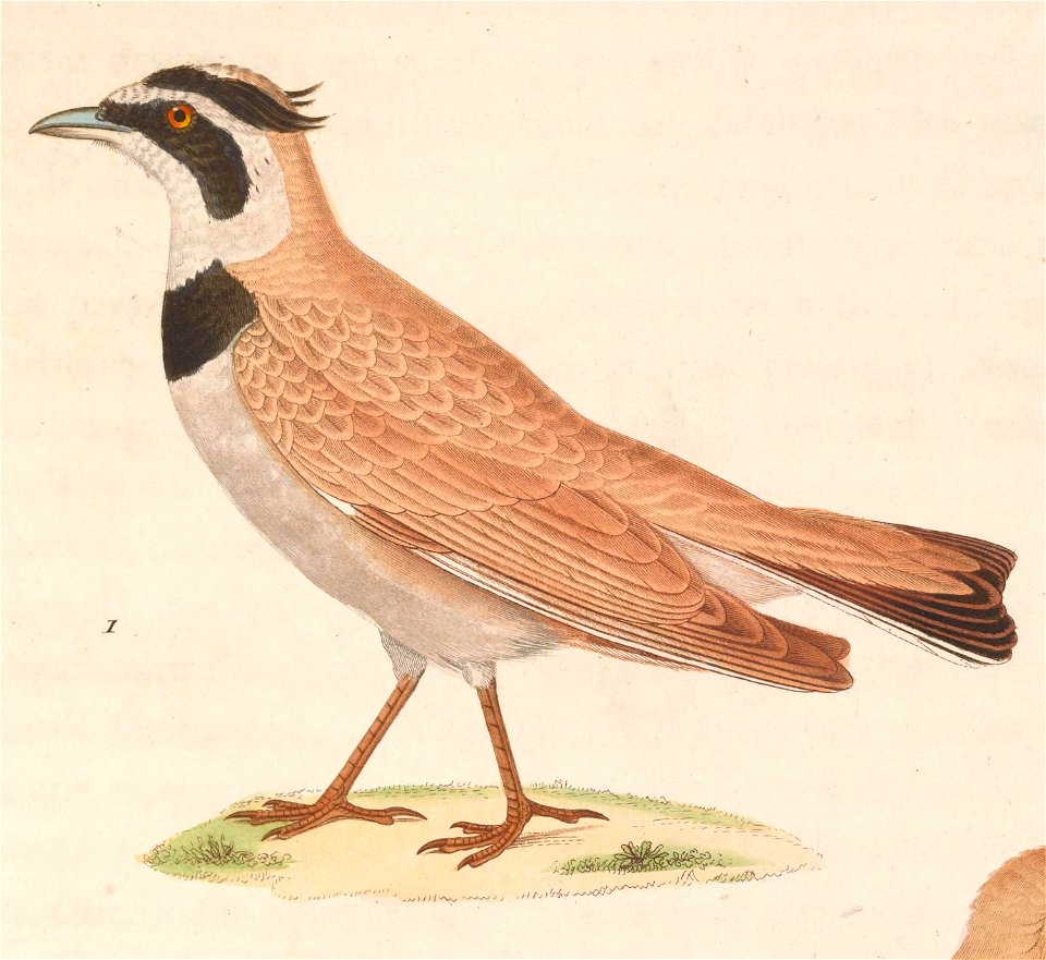 Eremophila bilopha 1838