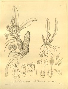 Eria curtisii - Ceratostylis pleurothallis (as Eria pleurothallis) - Xenia 3 pl 228. Free illustration for personal and commercial use.