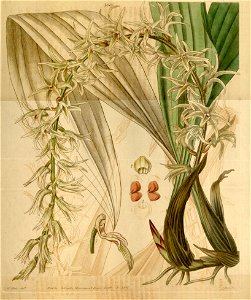 Eria javanica (as Eria stellata) - Curtis' 64 (N.S. 11) pl. 3605 (1837)