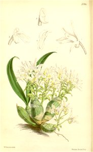 Eria obesa - Curtis' 89 (Ser. 3 no. 19) pl. 5391 (1863)