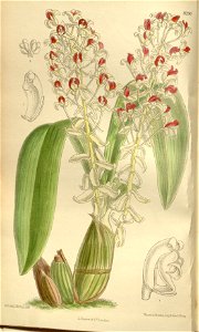 Eria rhodoptera - Curtis' 136 (Ser. 4 no. 6) pl. 8296 (1909)