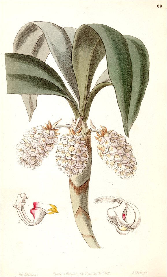 Eria spicata (as Eria convallarioides ) - Edwards vol 33 (NS 10) pl 63 (1847)