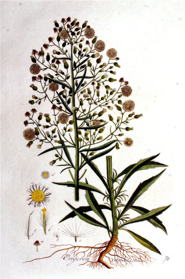 Erigeron canadense — Flora Batava — Volume v1