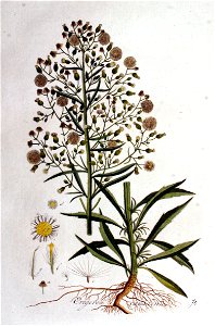 Erigeron canadense — Flora Batava — Volume v1