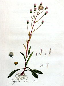Erigoron acre — Flora Batava — Volume v4. Free illustration for personal and commercial use.