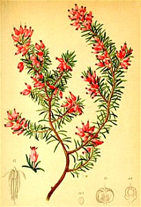 Erica carnea Atlas Alpenflora