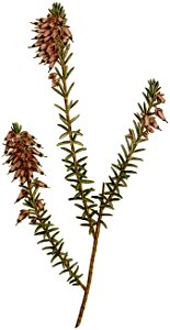 Erica herbacea 1797